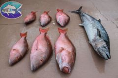 Kingfish