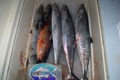Serrucho-3