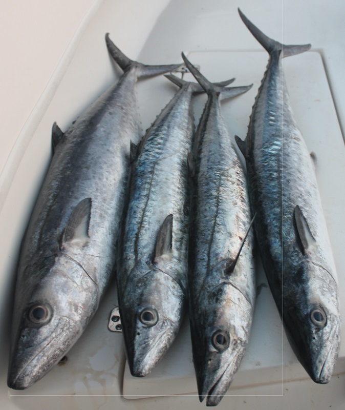 Limite de Serruchos / Cierra / Kingfish con carnada viva - Reporte de Pesca