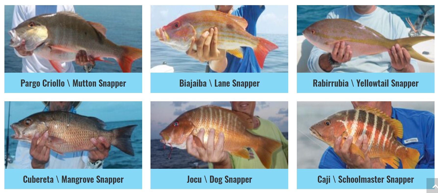 Pargos Snappers Regulaciones de Pescas en la Florida Reporte de Pesca