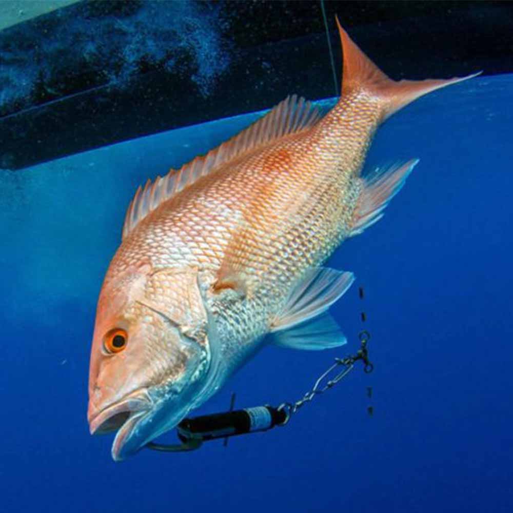 Nueva regulacion de pesca acerca del dispositivo de descenso - Reporte de  Pesca