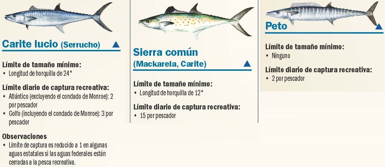 Regulaciones de pescas en la Florida Serrucho Macarela Peto Wahoo Kingfish Mackerel