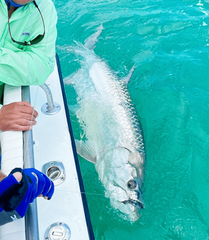 How-to-fish-and-releas-tarpon-FWC