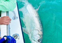 How-to-fish-and-releas-tarpon-FWC