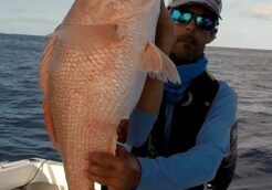 Red-Snapper1-1