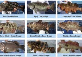 Regulaciones de pesca reglamentos de cherna y mero florida