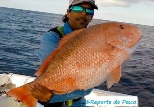 pargo rojo temporada